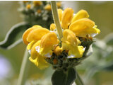 Jerusalem sage