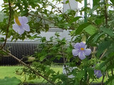 Thunbergia 'Fairy Moon' 