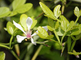 Trifoliate orange