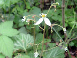 Saxifraga stolonifera