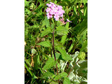 Lantana montevidensis