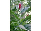 Alpinia purpurata