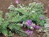 Oxytropis megalantha