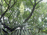 Yucca recurvifolia