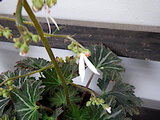 Saxifraga cortusifolia