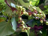 Paulownia tomentosa