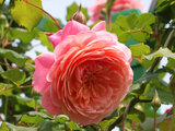 Rose 'Prix P. J. Redoute'