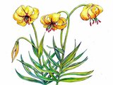 ボスニア ゴールデンリリー｜スニアヘルツェゴビナの国花