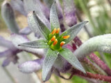 Kangaroo paw