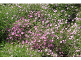 Gypsophila muralis 'gipsy pink'
