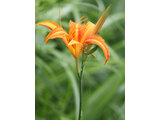 Hemerocallis fulva