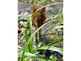 Carex macrocephala