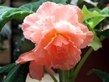  Begonia tuberhybrida