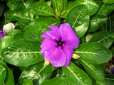 Catharanthus roseus