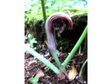 Arisaema ringens