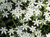 Ornithogalum narbonense