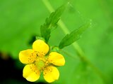 Geum aleppicum