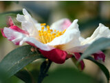 Camellia sasanqua 'Keiun'