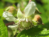 Rubus crataegifoliu