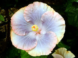 Hibiscus 