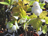 Symphoricarpos albus