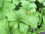 鬼灯檠 Rodgersia Podophylla 科技研花图画书
