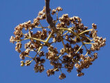 Tetradium glabrifolium