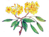 Tabebuia argentea