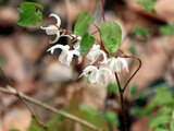 Epimedium semperuirens