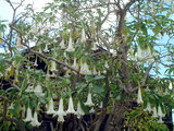 Brugmansia