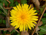 Taraxacum officinale