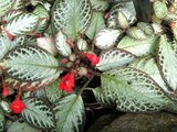 Episcia cupreata