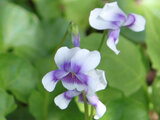 Viola banksii