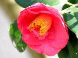 Camellia Akashigata