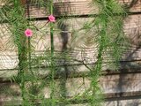 Cypress Vine