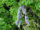 Wisteria brachybotrys