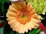 Gerbera