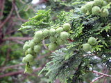 Hinoki cypress