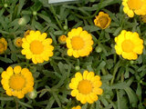 Corn marigold