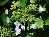 隅田の花火額紫陽花