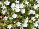 Nemophila 雪风暴