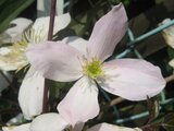 Clematis