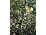 Michelia yunnanensis