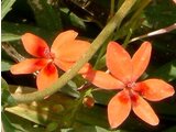 姫と付く花