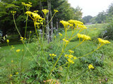 Patrinia scabiosifolia