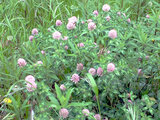 Red clover