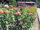 Zinnia elegans