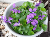 Viola papilionace