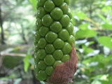 Jack in the pulpit