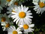 Marguerite